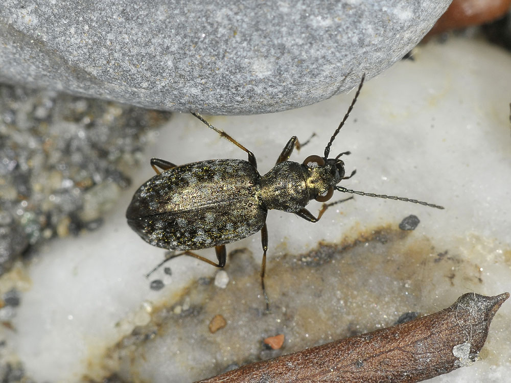 Asaphidion flavipes? no, Asaphidion caraboides